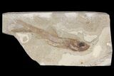 Cretaceous Fossil Fish (Davichthys) - Lebanon #163094-1